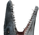 Mosasaurus-info-graphic