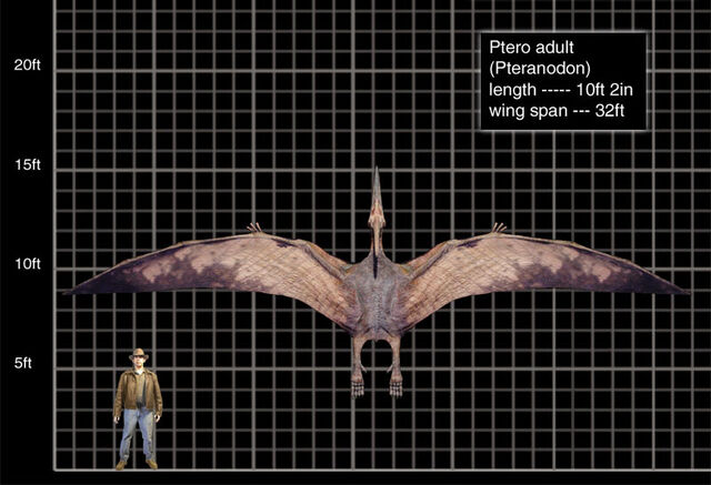 File:Ptero adult-1-.jpg