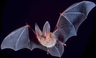 Big-eared-townsend-fledermaus