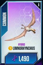 Limnorhynchus-1