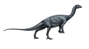 Massospondylus