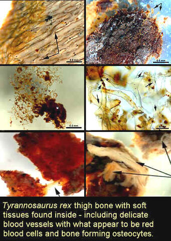File:T-rex tissue.jpg