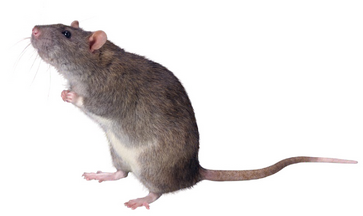 Rat.png