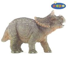 Young triceratops