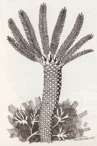 File:Fern veriformans2.png