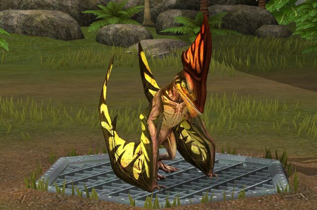 File:Tapejara Navigans (41).jpg