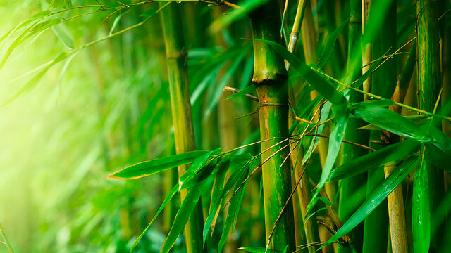 File:Bamboo.jpg