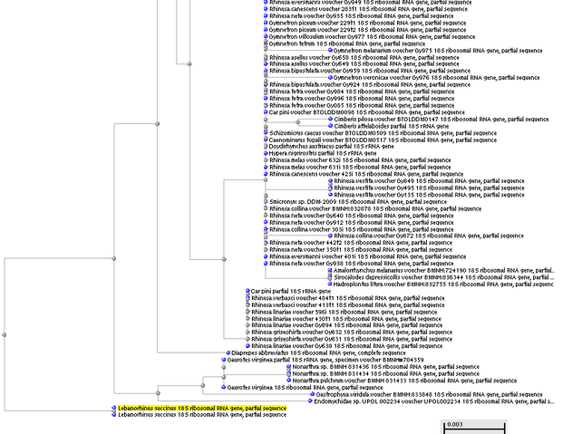 File:WeevilDNAtree.png