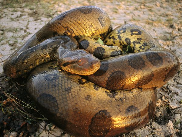 Resultado de imagen para ANACONDA