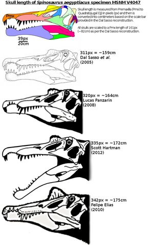 File:Spinosaurus skull length.png
