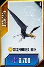 Scaphognathus