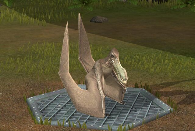 File:Coloborhynchus (14).jpg