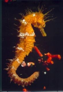 Hippocampus adventurediving.it.jpg