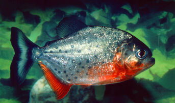 Piraña-como-mascota-5.jpg