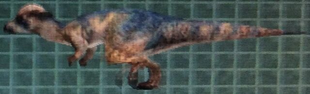 File:Pachycephalosaurus (Forgotten).jpg