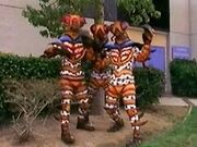 Saban Maggots