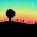 Aqua Orchiid sunset swing