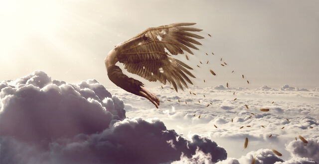 File:The wings.jpg