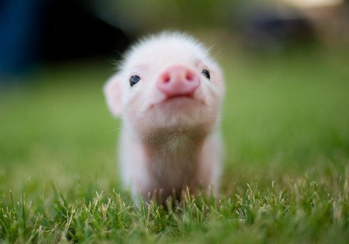 File:Pig.jpg
