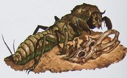 Decarnocimex