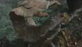 Thumbnail for version as of 19:50, November 22, 2011