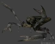 L53796-cunaepraedator-45759