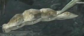 File:Worm.jpg