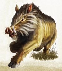 Boar