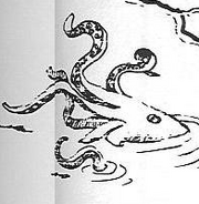 SquidKQC