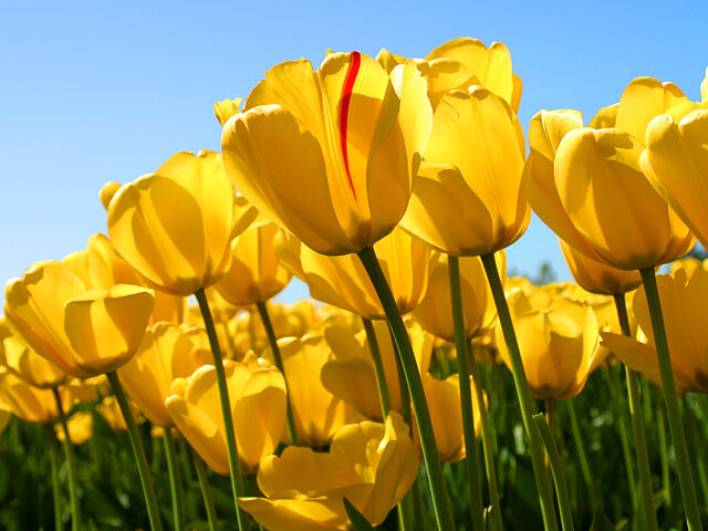 File:Tulips?.jpg