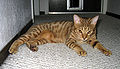 Tiedosto:Chocolate-Spotted-Ocicat.jpg