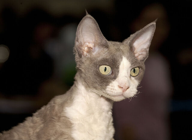 Tiedosto:Devon Rex.jpg