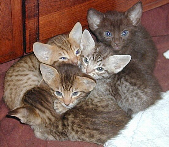 Tiedosto:Ocicat kit.jpg