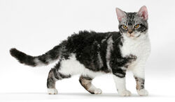 American wirehair.jpg