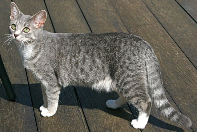 Tiedosto:Täplikäs tabby.jpg