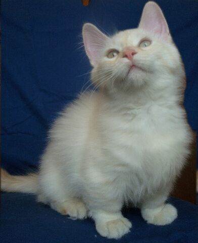 Tiedosto:Munchkin.jpg