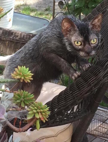 Tiedosto:Lykoi.jpg