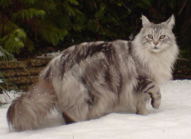 Tiedosto:Maine coon3.jpg