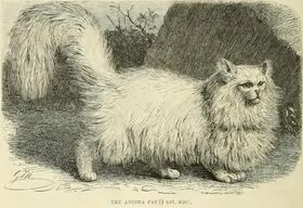 Persian 1894.jpg