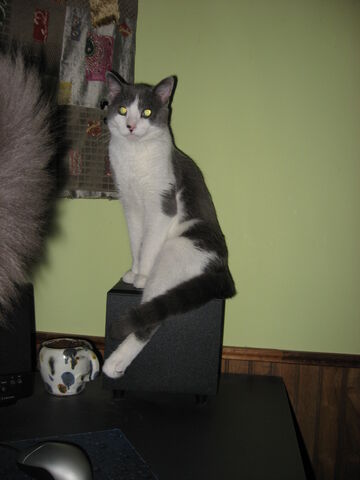 File:Peanut adult.jpg