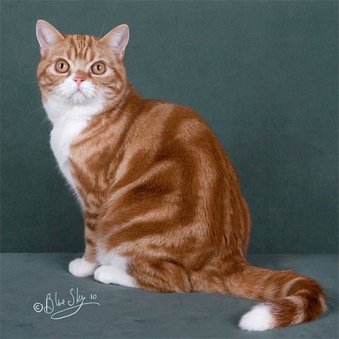 File:RedWhiteTabby.png
