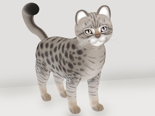 File:KittyCatS! - Gentleman.jpg