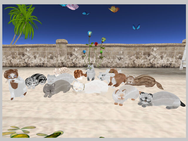File:KittyCatS - Group Picture.jpg