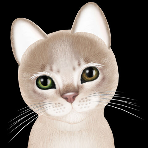 File:Aby Lilac.jpg