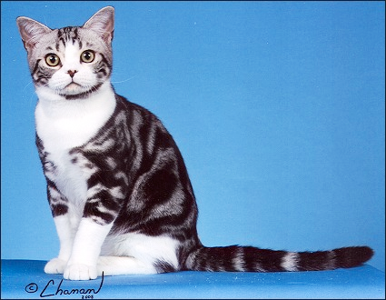 CFASilverTabby