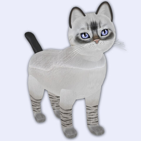 File:Balinese Seal Lynx - Gerbera Blue Eyes.jpg