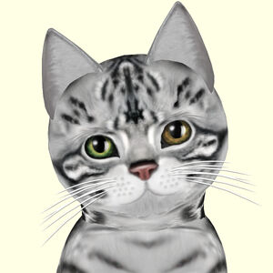 Silver Tabby