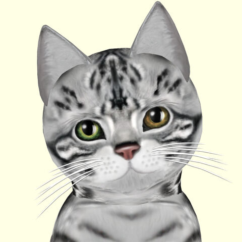 File:Silver Tabby.jpg