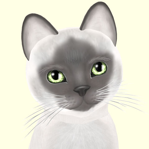 File:Siamese Blue.jpg