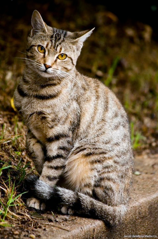 File:ETawnyTabby.png
